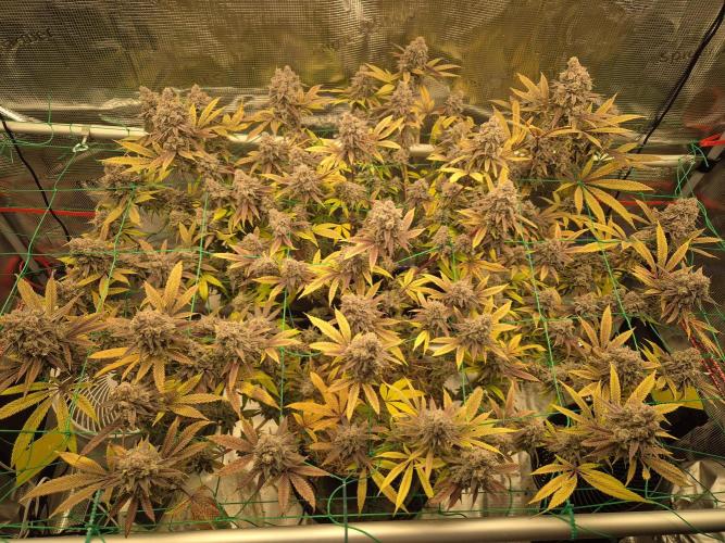 Frozen Marker. Week 19