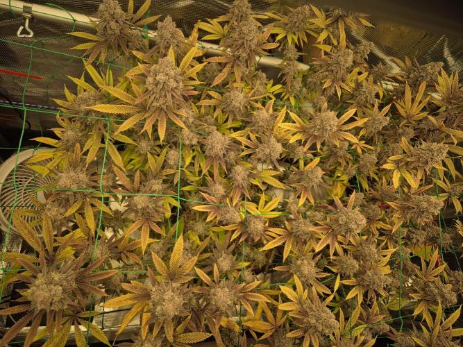 Frozen Marker. Week 19