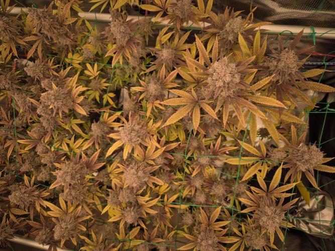 Frozen Marker. Week 19