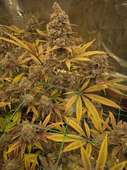 Frozen Marker. Week 19