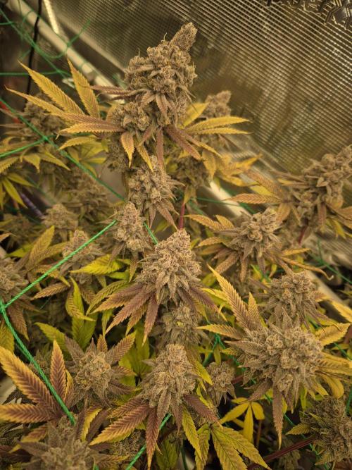 Frozen Marker. Week 19