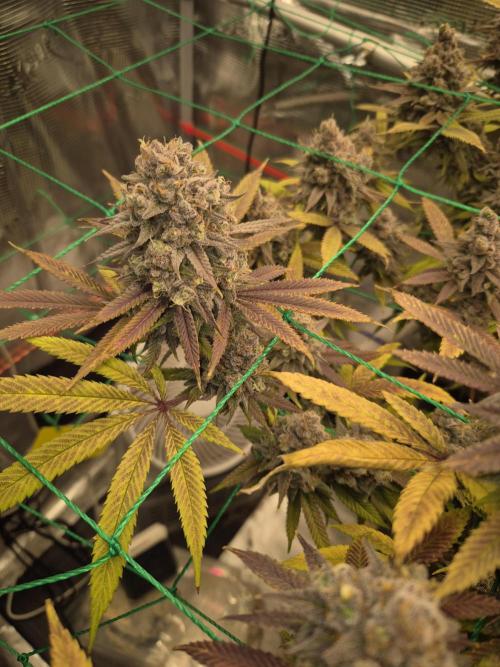 Frozen Marker. Week 19