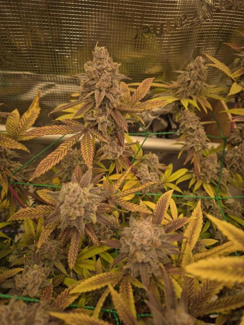 Frozen Marker. Week 19