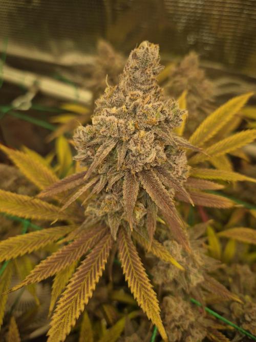 Frozen Marker. Week 19