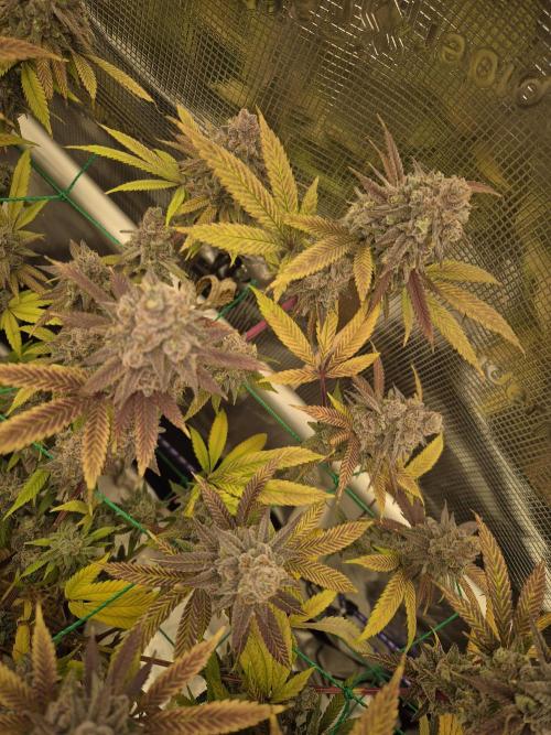 Frozen Marker. Week 19