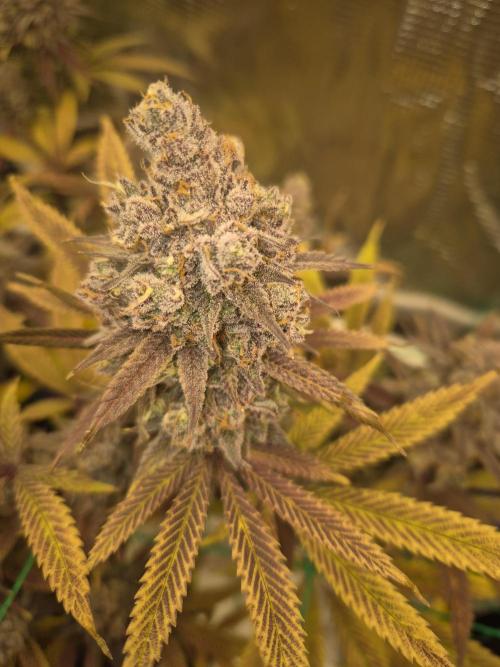 Frozen Marker. Week 19