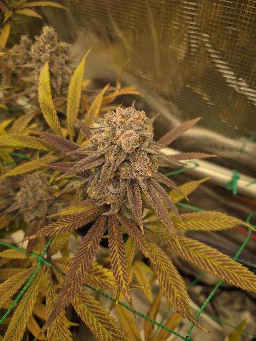 Frozen Marker. Week 19