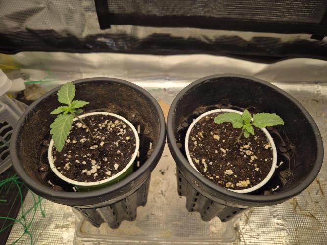 ICYSTATUS (ICYGARY#1 x ASTRONAUTSTATUS). Week 1