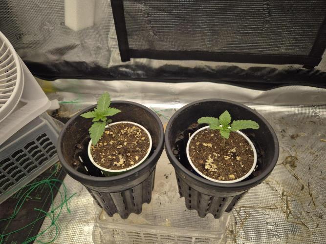 ICYSTATUS (ICYGARY#1 x ASTRONAUTSTATUS). Week 1