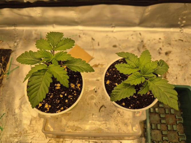 ICYSTATUS (ICYGARY#1 x ASTRONAUTSTATUS). Week 1