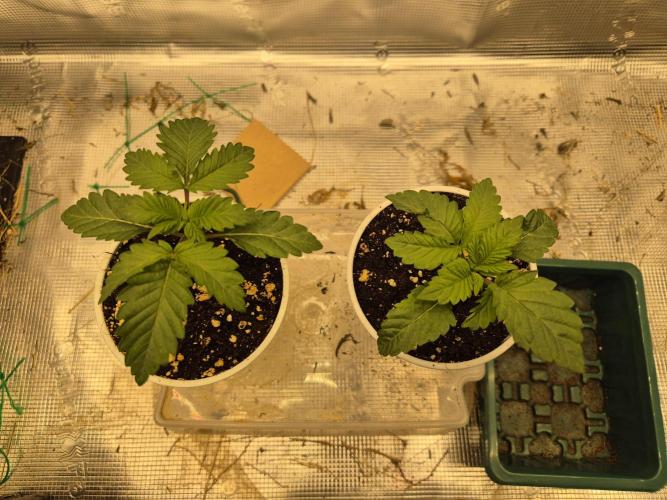 ICYSTATUS (ICYGARY#1 x ASTRONAUTSTATUS). Week 1