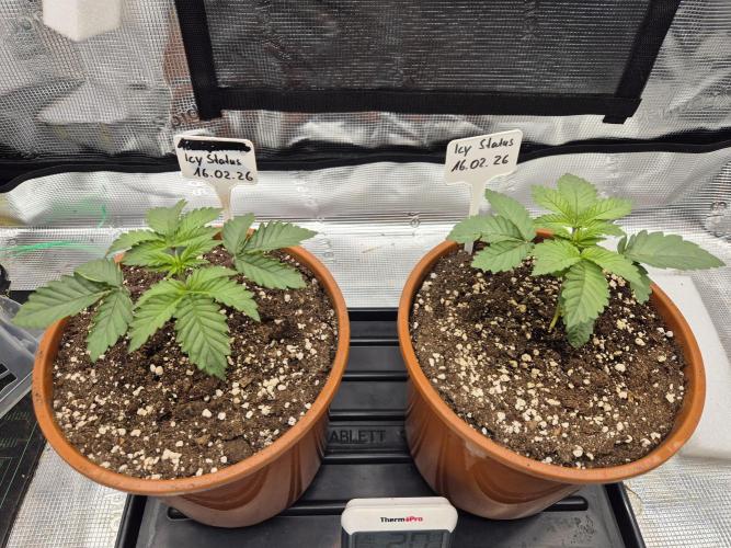 ICYSTATUS (ICYGARY#1 x ASTRONAUTSTATUS). Week 2