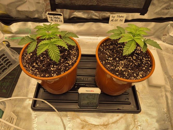 ICYSTATUS (ICYGARY#1 x ASTRONAUTSTATUS). Week 2
