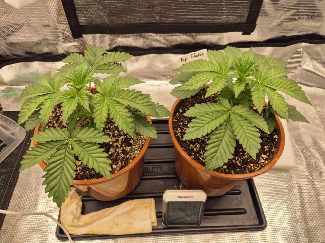 ICYSTATUS (ICYGARY#1 x ASTRONAUTSTATUS). Week 2