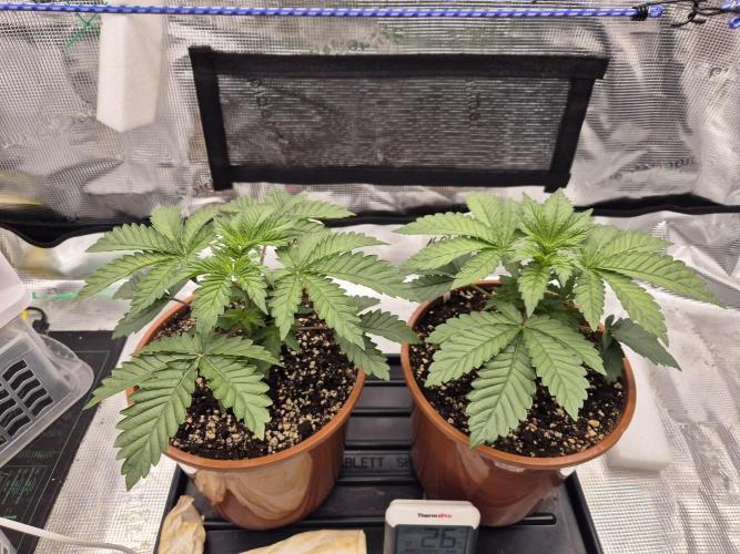 ICYSTATUS (ICYGARY#1 x ASTRONAUTSTATUS). Week 3