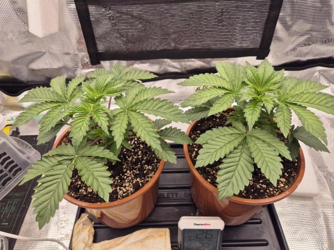 ICYSTATUS (ICYGARY#1 x ASTRONAUTSTATUS). Week 3