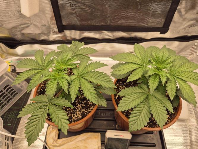 ICYSTATUS (ICYGARY#1 x ASTRONAUTSTATUS). Week 3