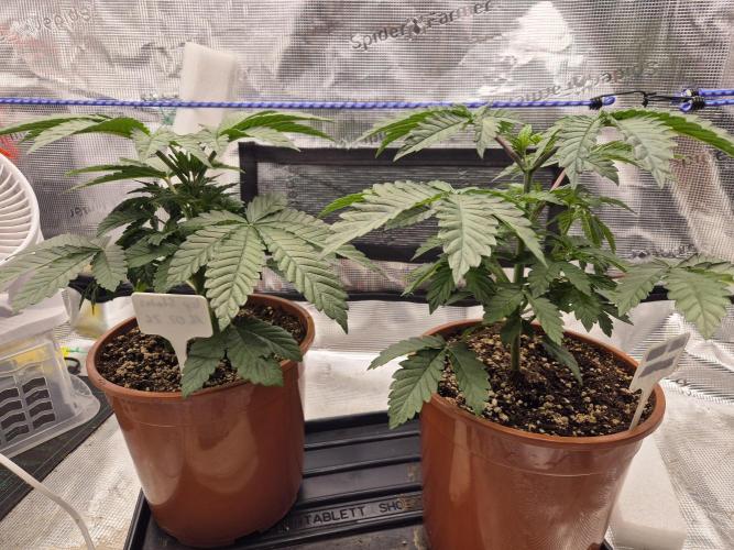 ICYSTATUS (ICYGARY#1 x ASTRONAUTSTATUS). Week 4