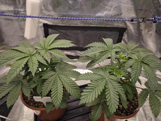ICYSTATUS (ICYGARY#1 x ASTRONAUTSTATUS). Week 4
