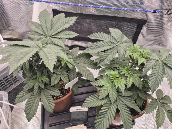 ICYSTATUS (ICYGARY#1 x ASTRONAUTSTATUS). Week 4