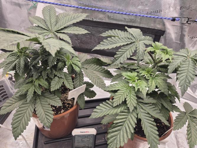 ICYSTATUS (ICYGARY#1 x ASTRONAUTSTATUS). Week 4