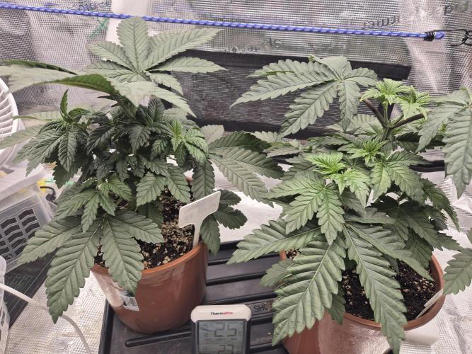 ICYSTATUS (ICYGARY#1 x ASTRONAUTSTATUS). Week 4
