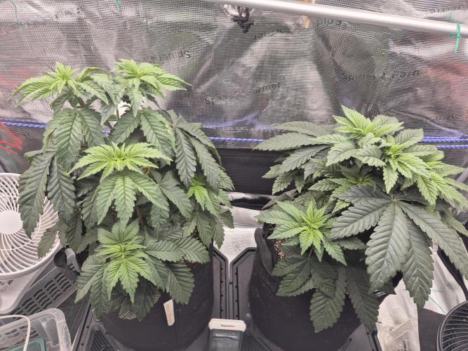 ICYSTATUS (ICYGARY#1 x ASTRONAUTSTATUS). Week 5
