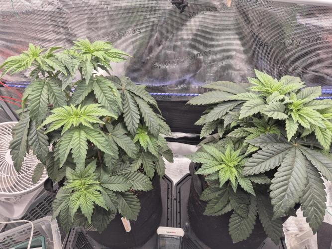 ICYSTATUS (ICYGARY#1 x ASTRONAUTSTATUS). Week 5
