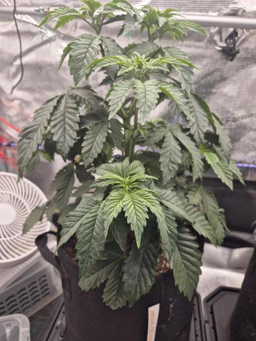 ICYSTATUS (ICYGARY#1 x ASTRONAUTSTATUS). Week 5