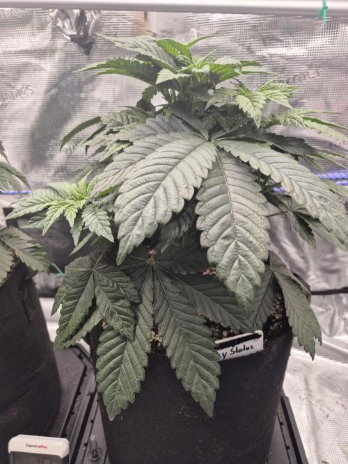 ICYSTATUS (ICYGARY#1 x ASTRONAUTSTATUS). Week 5