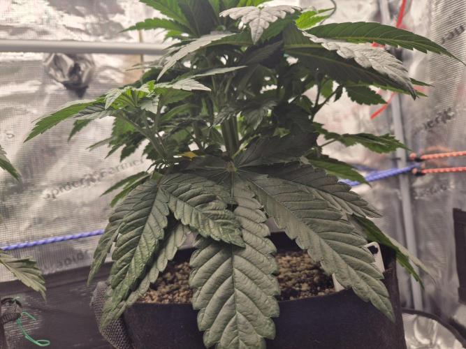 ICYSTATUS (ICYGARY#1 x ASTRONAUTSTATUS). Week 5