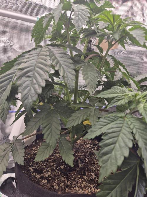 ICYSTATUS (ICYGARY#1 x ASTRONAUTSTATUS). Week 5