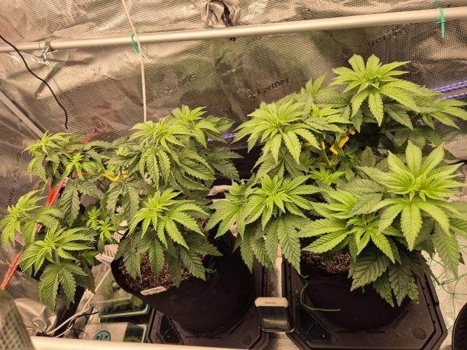 ICYSTATUS (ICYGARY#1 x ASTRONAUTSTATUS). Week 6