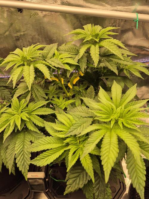 ICYSTATUS (ICYGARY#1 x ASTRONAUTSTATUS). Week 6