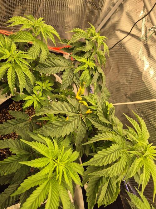 ICYSTATUS (ICYGARY#1 x ASTRONAUTSTATUS). Week 6