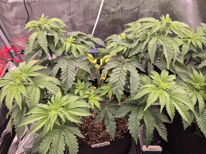ICYSTATUS (ICYGARY#1 x ASTRONAUTSTATUS). Week 6