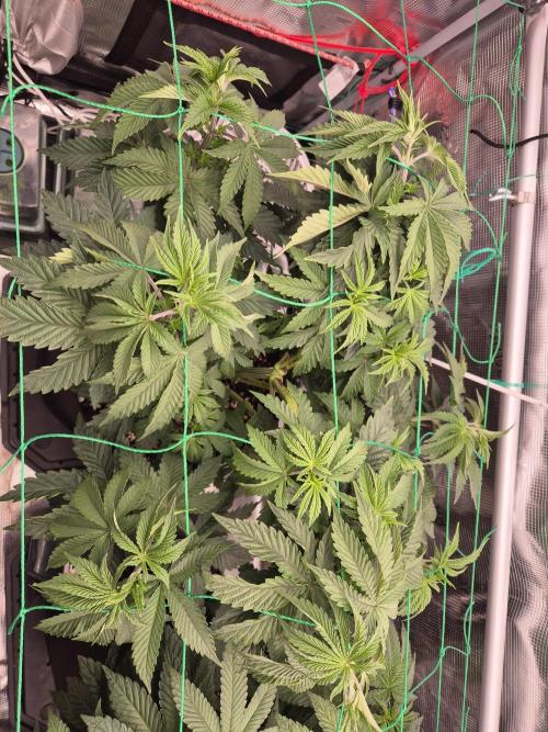 ICYSTATUS (ICYGARY#1 x ASTRONAUTSTATUS). Week 6