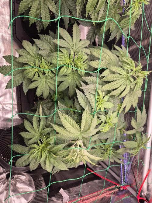 ICYSTATUS (ICYGARY#1 x ASTRONAUTSTATUS). Week 6