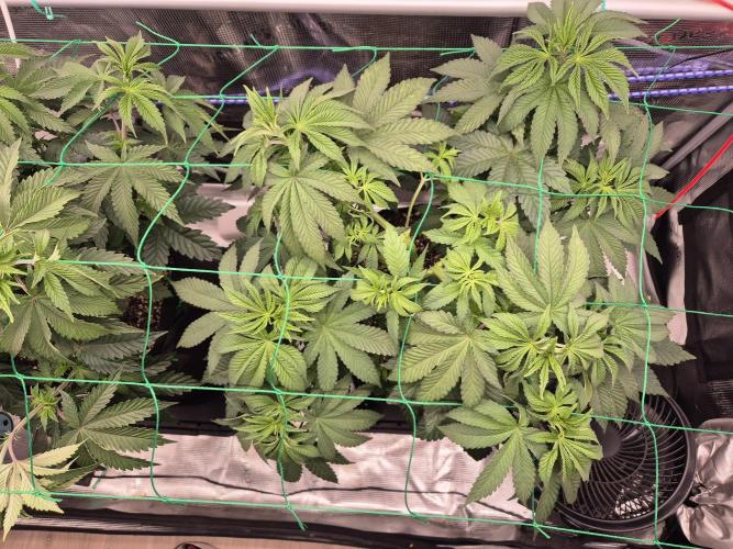 ICYSTATUS (ICYGARY#1 x ASTRONAUTSTATUS). Week 6