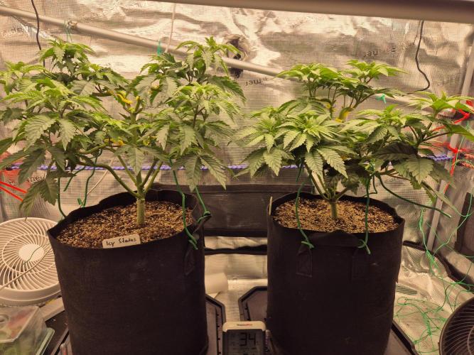 ICYSTATUS (ICYGARY#1 x ASTRONAUTSTATUS). Week 7