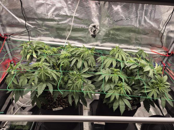 ICYSTATUS (ICYGARY#1 x ASTRONAUTSTATUS). Week 7