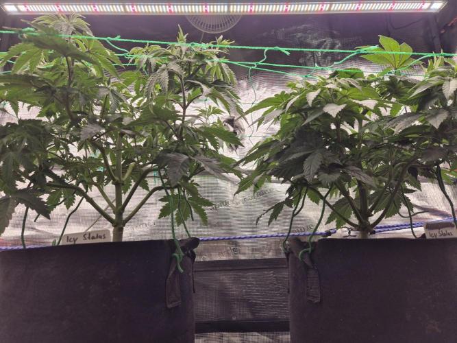 ICYSTATUS (ICYGARY#1 x ASTRONAUTSTATUS). Week 7