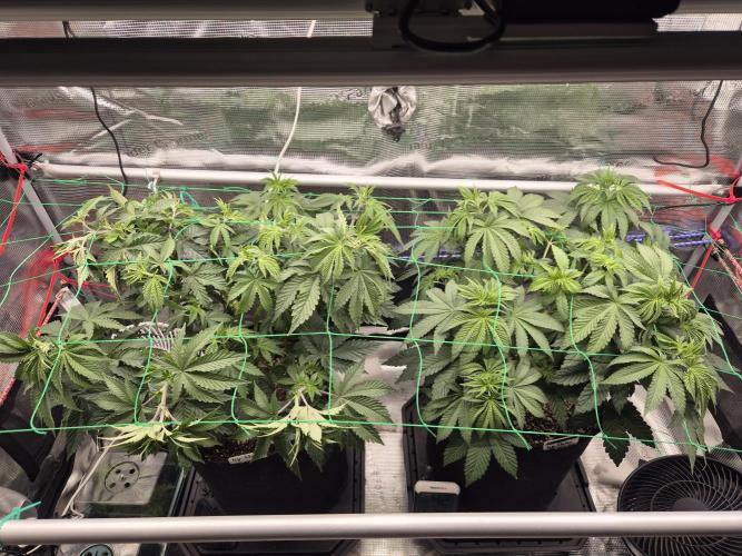 ICYSTATUS (ICYGARY#1 x ASTRONAUTSTATUS). Week 7