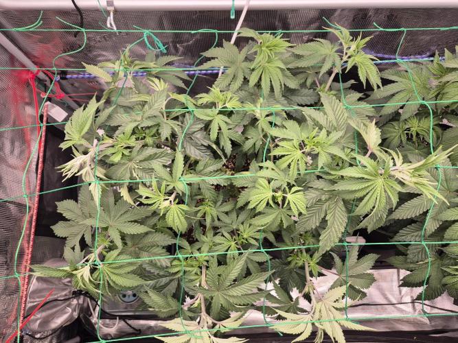 ICYSTATUS (ICYGARY#1 x ASTRONAUTSTATUS). Week 7