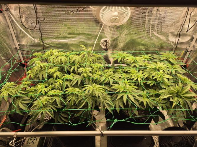 ICYSTATUS (ICYGARY#1 x ASTRONAUTSTATUS). Week 8