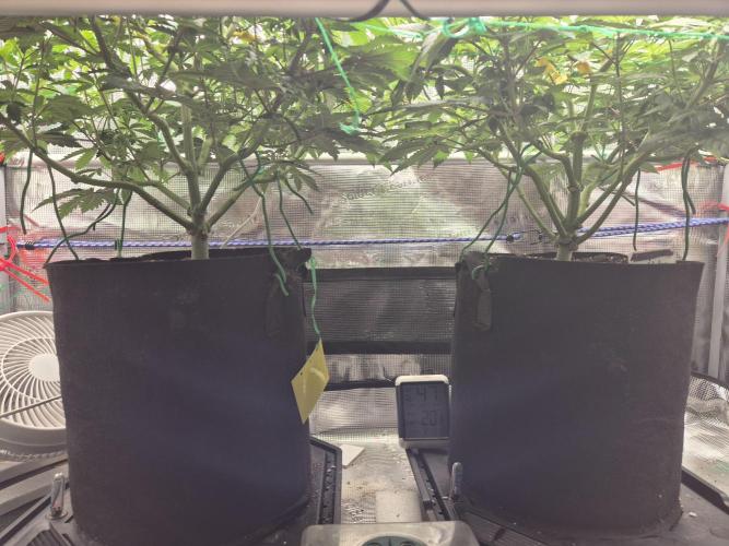 ICYSTATUS (ICYGARY#1 x ASTRONAUTSTATUS). Week 8