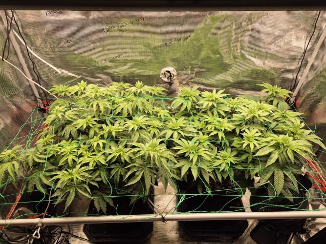 ICYSTATUS (ICYGARY#1 x ASTRONAUTSTATUS). Week 8