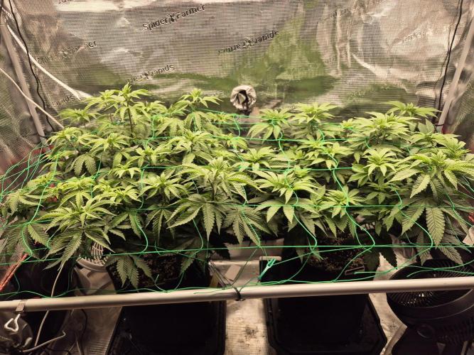 ICYSTATUS (ICYGARY#1 x ASTRONAUTSTATUS). Week 8