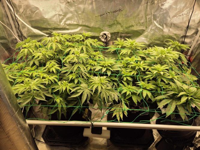 ICYSTATUS (ICYGARY#1 x ASTRONAUTSTATUS). Week 8