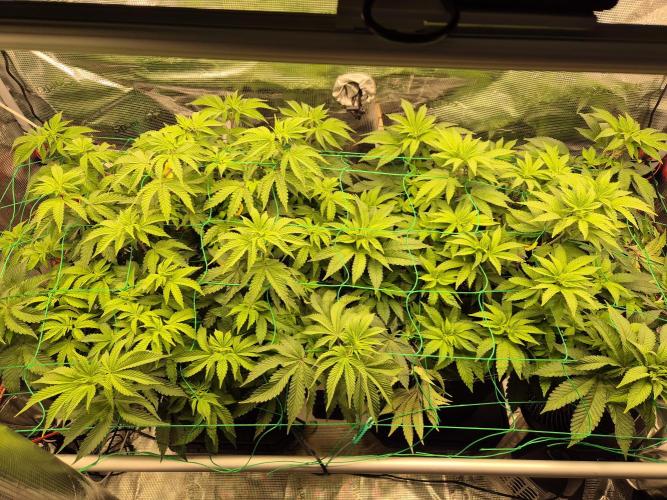 ICYSTATUS (ICYGARY#1 x ASTRONAUTSTATUS). Week 8